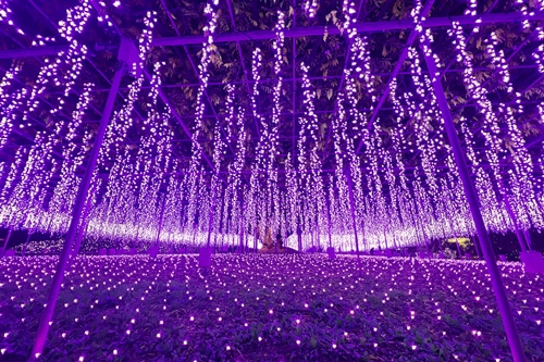 花の状況 | パーク便り | あしかがフラワーパーク